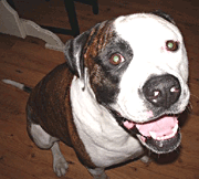 Capone Evans