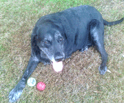 Sampson, cancer survivor