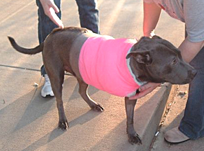 Sophie after surgery
