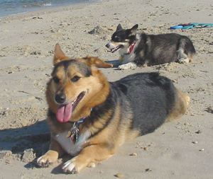 Trouble, Cape May
